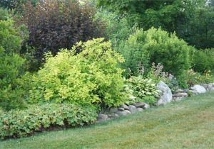 Wissel S Saguaro False Cypress Pin by Laura Hall Hensley On Landscaping Pinterest Shrubs