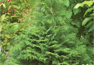 Wissel S Saguaro False Cypress the 39 Best Conifers Images On Pinterest Garden Shrubs Evergreen