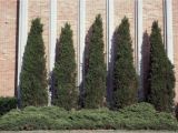 Wissel S Saguaro False Cypress Thuja Occidentalis Pyramidalis Thuja Occidentalis Pyramidalis