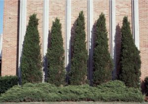 Wissel S Saguaro False Cypress Thuja Occidentalis Pyramidalis Thuja Occidentalis Pyramidalis