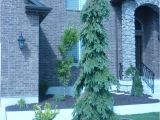 Wissel S Saguaro False Cypress Weeping White Spruce Outdoors Pinterest Yard Landscaping