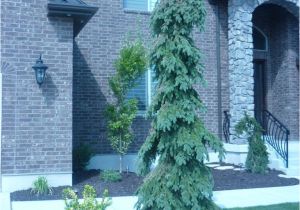 Wissel S Saguaro False Cypress Weeping White Spruce Outdoors Pinterest Yard Landscaping