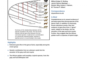 Wolf Oven Repair Los Angeles Pdf whole Genome Sequence Analysis Shows that Two Endemic Species