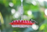 World S Best Hummingbird Feeder Best Hummingbird Feeder Ever 24 Feeding Ports Simple