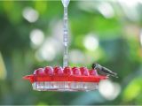 World S Best Hummingbird Feeder Best Hummingbird Feeder Ever 24 Feeding Ports Simple