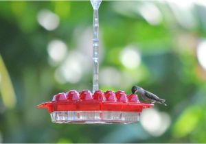 World S Best Hummingbird Feeder Best Hummingbird Feeder Ever 24 Feeding Ports Simple