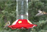 World S Best Hummingbird Feeder Bird Houses for Sale Buying Tips