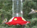 World S Best Hummingbird Feeder Bird Houses for Sale Buying Tips