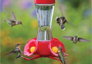 World S Best Hummingbird Feeder Duncraft Com Best Selling Four Flower Frolic Hummingbird