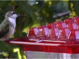 World S Best Hummingbird Feeder Kscanuck