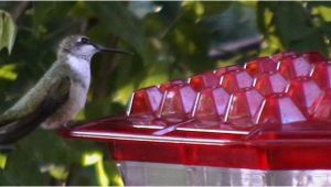 World S Best Hummingbird Feeder Kscanuck