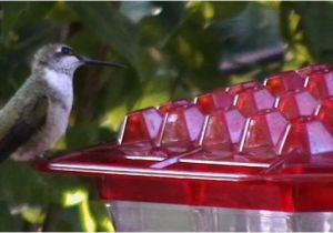 World S Best Hummingbird Feeder Kscanuck