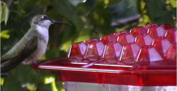 World S Best Hummingbird Feeder Kscanuck