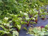 Yard Waste Disposal Eau Claire Wi Green and Growing Merrill Farmer Uses Nrcs Grant to Build