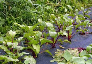 Yard Waste Disposal Eau Claire Wi Green and Growing Merrill Farmer Uses Nrcs Grant to Build