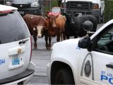 You Pick A Part St Louis Missouri Cattle that Escaped From St Louis Slaughterhouse are Headed to